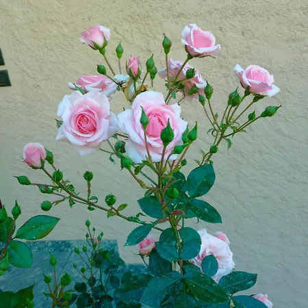 דירה Tres Tajanas *