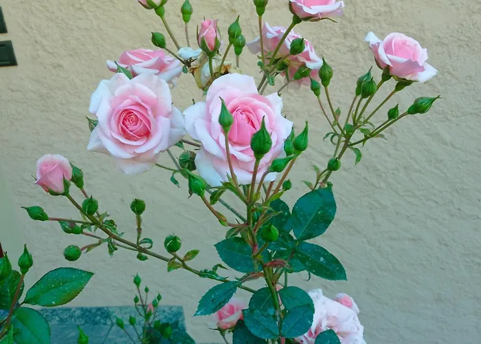 Διαμέρισμα Tres Tajanas *